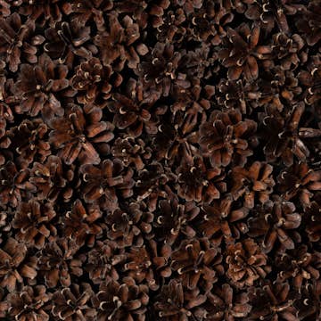 Väggpanel Emotionwood Pinecones