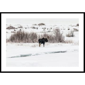 Poster Gallerix Moose In Snow