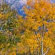 Tapet Idealdecor Birches And Mountains