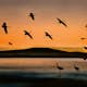 Tapet Idealdecor Birds At Sunset