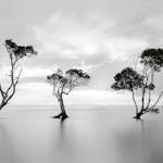 Tapet Idealdecor Trees In The Still Water