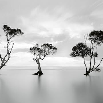 Tapet Idealdecor Trees In The Still Water