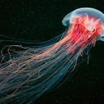 Tapet Idealdecor Jellyfish
