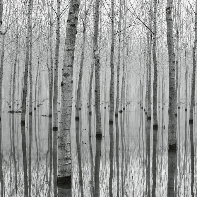 Tapet Idealdecor Birch Forest In The Water