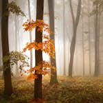 Tapet Idealdecor Foggy Autumn Forrest