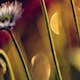 Tapet Idealdecor Flowers And Lights