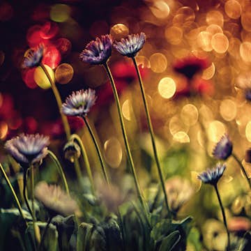 Tapet Idealdecor Flowers And Lights