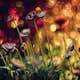 Tapet Idealdecor Flowers And Lights