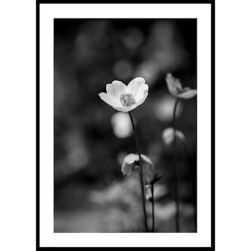 Poster Gallerix White Flower BW