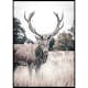 Poster Gallerix Wild Stag