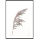 Poster Gallerix Boho Dried In Nature No3