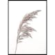 Poster Gallerix Boho Dried In Nature No3