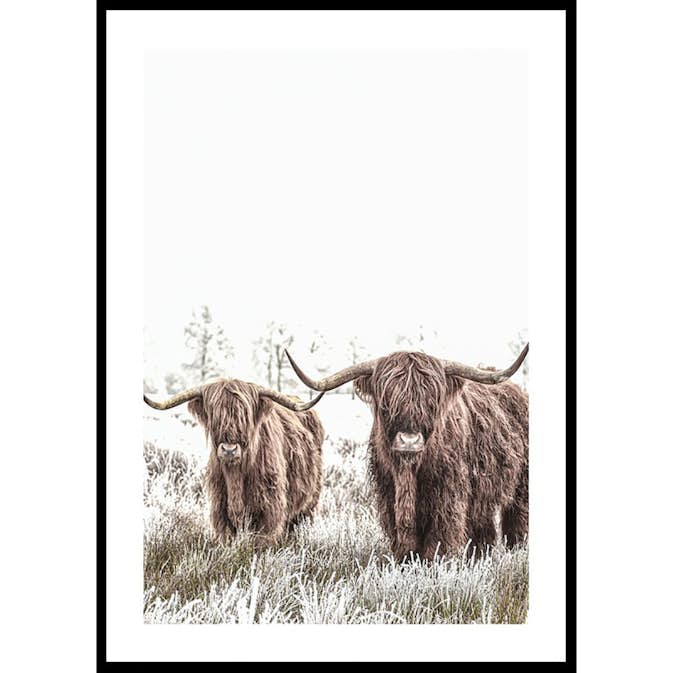 Poster Gallerix Scottish Highlanders No2