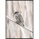 Poster Gallerix Tree Sparrow