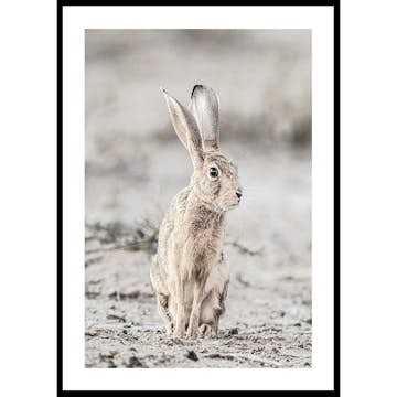 Poster Gallerix Hare Up Close