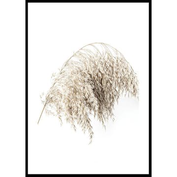 Poster Gallerix Boho Dried In Nature No2