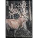 Poster Gallerix Red Deer Rut