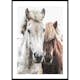 Poster Gallerix Wild Horses Up Close