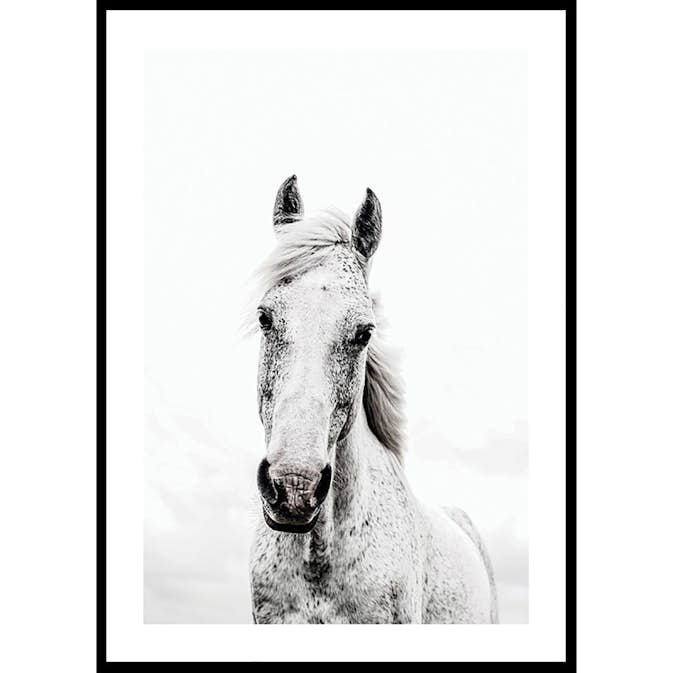 Poster Gallerix White Horse Up Close