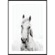 Poster Gallerix White Horse Up Close