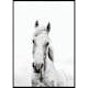 Poster Gallerix White Horse Up Close