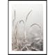 Poster Gallerix Grass Plants