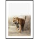 Poster Gallerix Tiger Walk