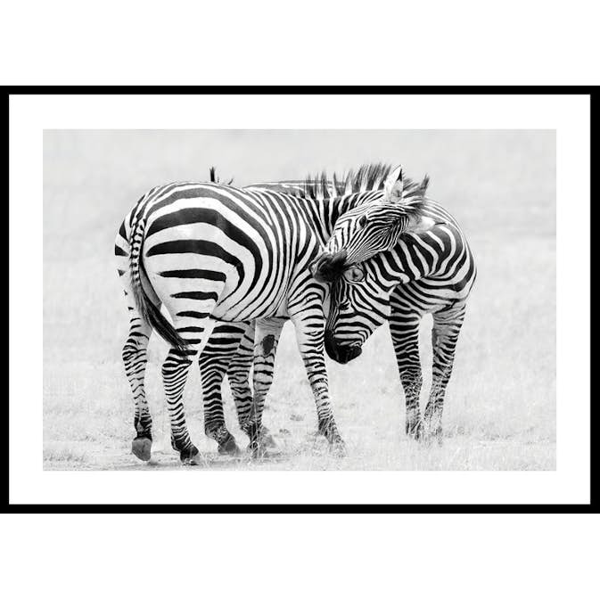 Poster Gallerix Zebras B&W