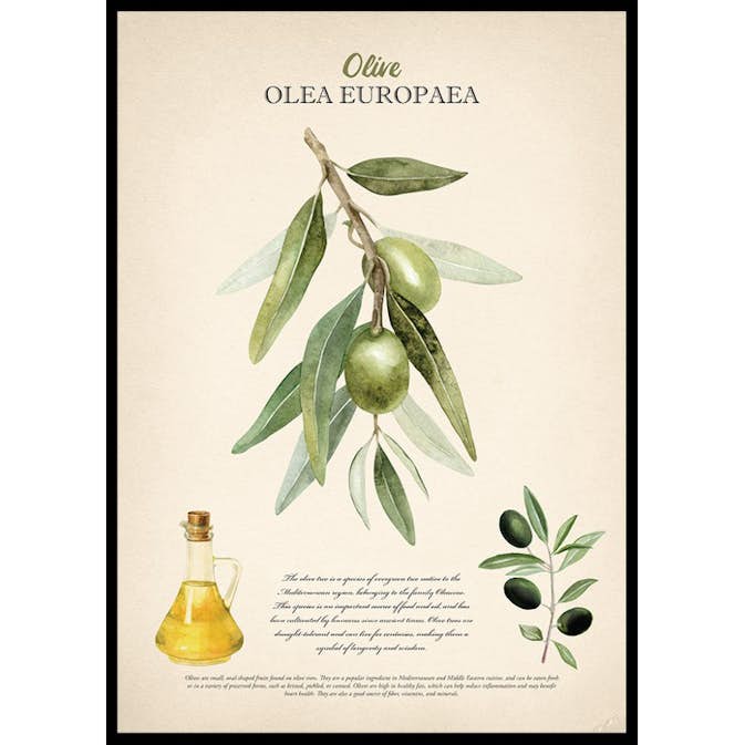 Poster Gallerix Olive Olea Europaea