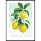 Poster Gallerix Positano Amalfi Lemons