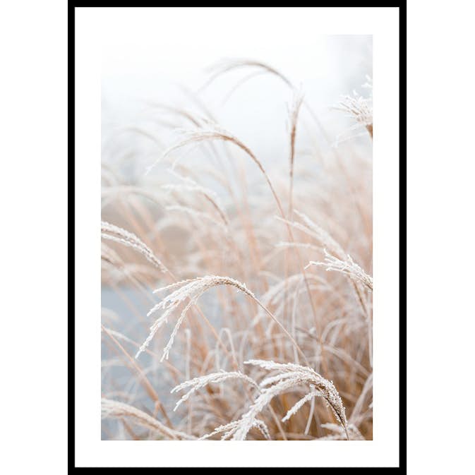 Poster Gallerix Frosted Pampas Grass