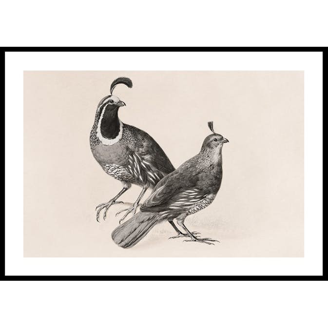Poster Gallerix Gamble Quail By Charles Christian Nahl