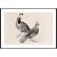 Poster Gallerix Gamble Quail By Charles Christian Nahl