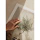 Poster Gallerix Olive Tree Mediterranean No1