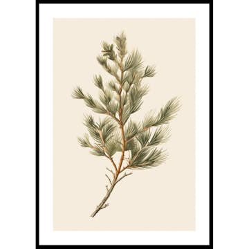 Poster Gallerix Fir Tree Branch