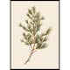 Poster Gallerix Fir Tree Branch