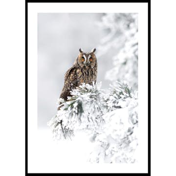 Poster Gallerix Owl On Snow Branch