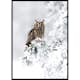 Poster Gallerix Owl On Snow Branch