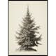 Poster Gallerix Vintage Fir Tree