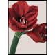 Poster Gallerix Red Amaryllis