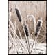 Poster Gallerix Frozen Reeds