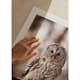Poster Gallerix Owl