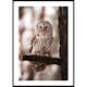 Poster Gallerix Owl