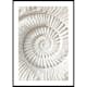 Poster Gallerix The Nautilus Carving