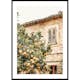 Poster Gallerix Lemon Grove Serenade