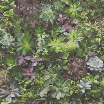 Tapet Galerie Wallcoverings Evergreen 7322