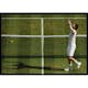 Poster Gallerix Andy Murray Wimbledon 2016