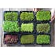 Odlingsmatta Turfquick Portlak