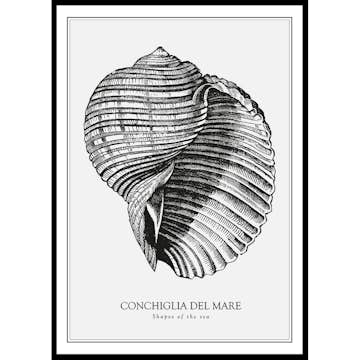 Poster Gallerix Conchiglia Del Mare