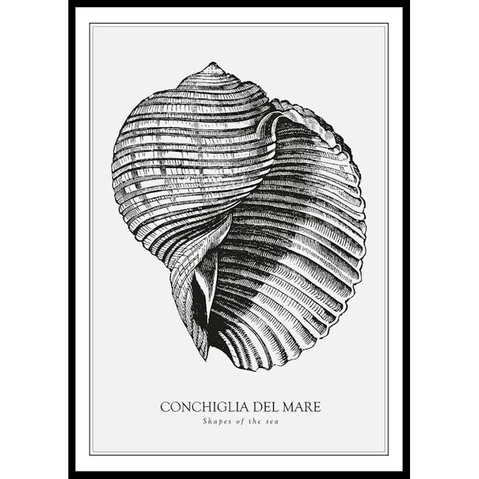Poster Gallerix Conchiglia Del Mare